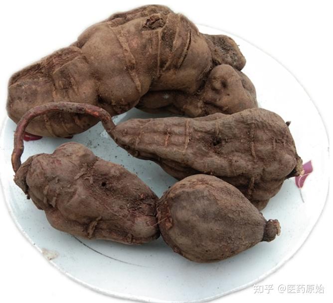 带你识别何首乌