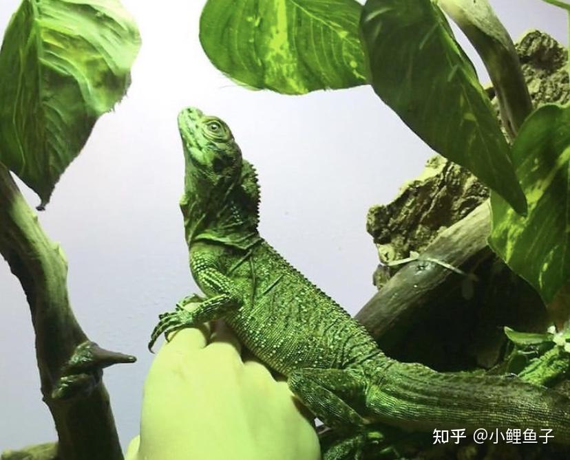 必看如何饲养好一只巨人安汶斑帆