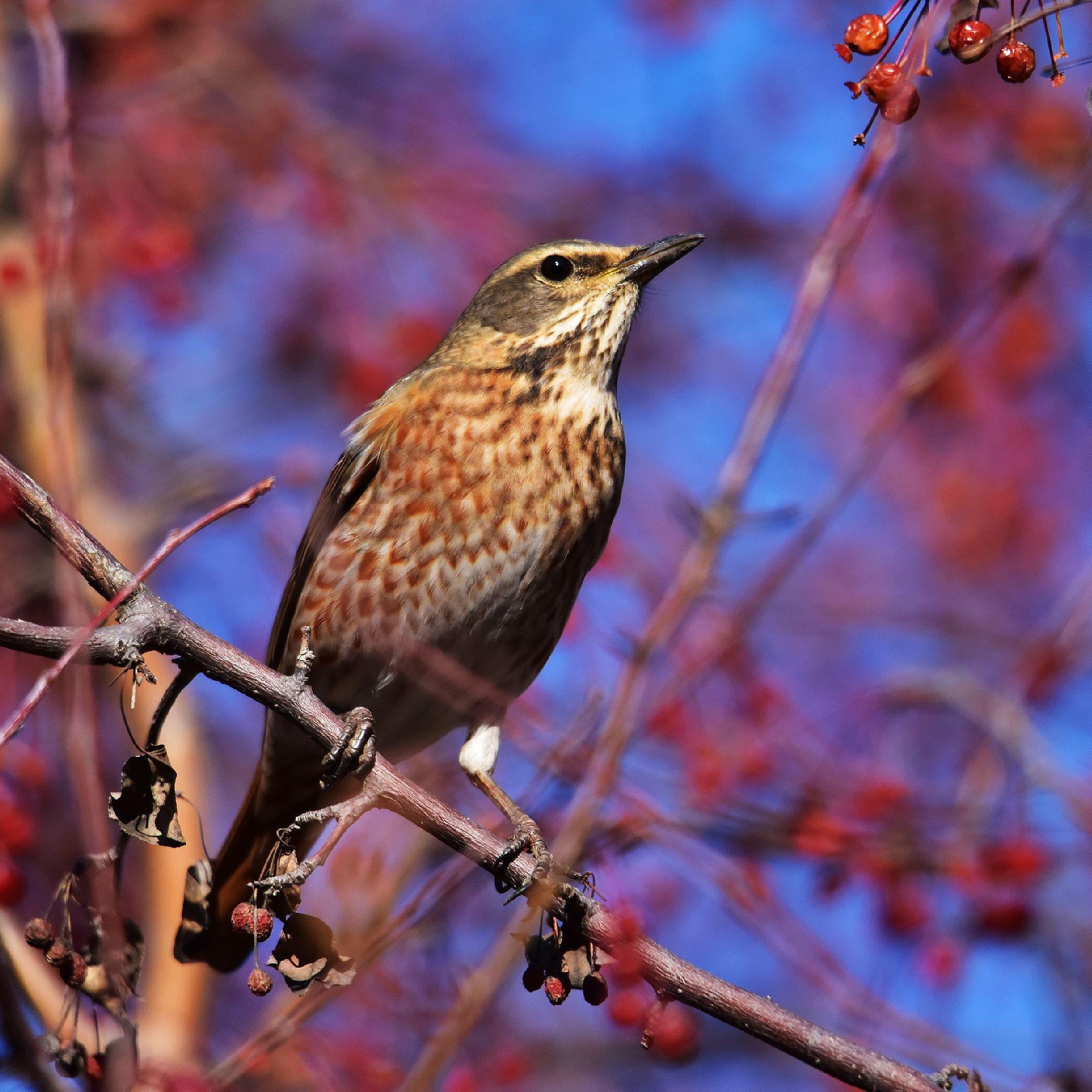 在长春公园拍摄到的红尾鸫