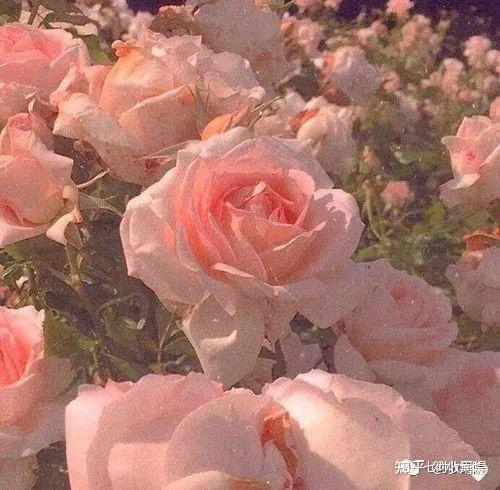 文案句子温柔干净治愈简短(文案 | 很暖很治愈的高级小短句)