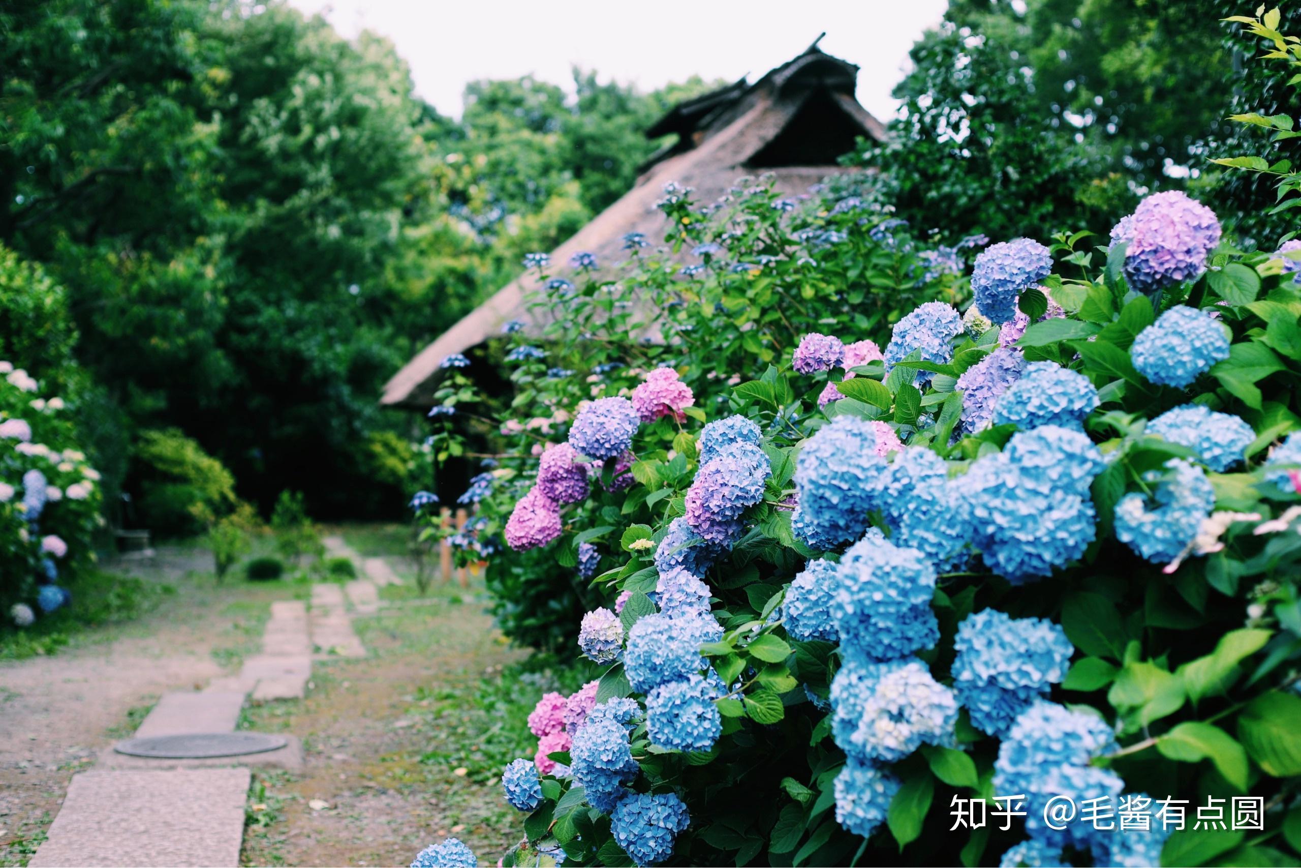 日本寺庙绣球花图片