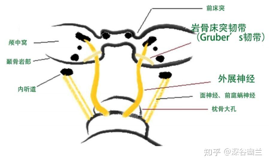 外展神经 zhuanlan.zhihu.com