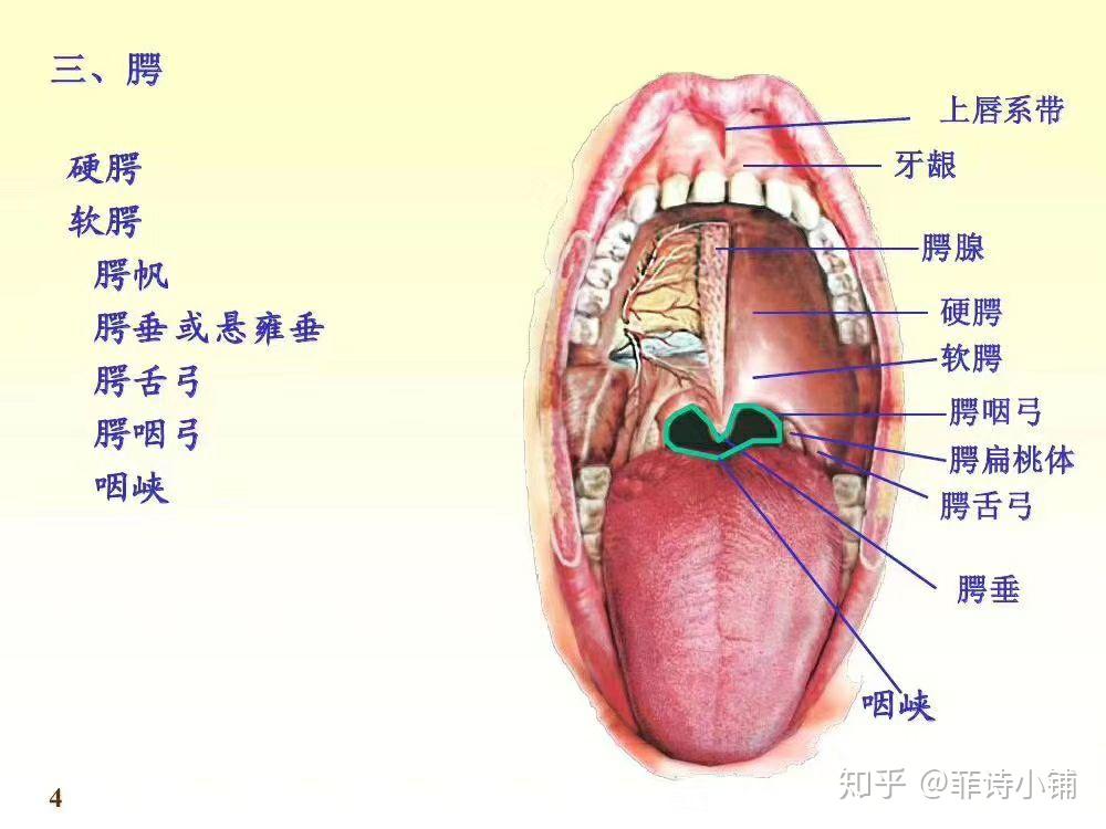 选择好牙膏 解决的不止是你的牙齿问题 你的口腔问