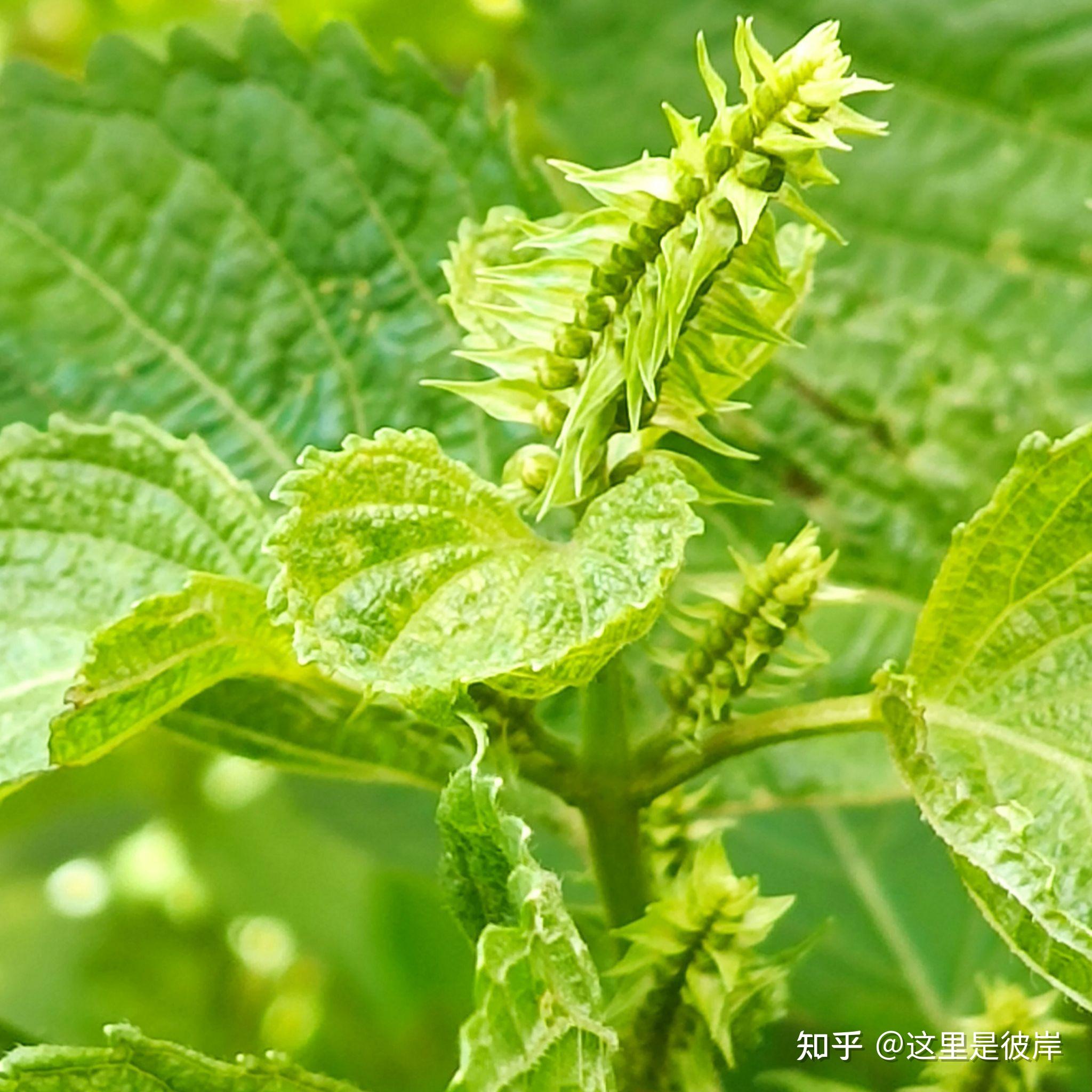 盛开在夏季的茴藿香花 - 知乎