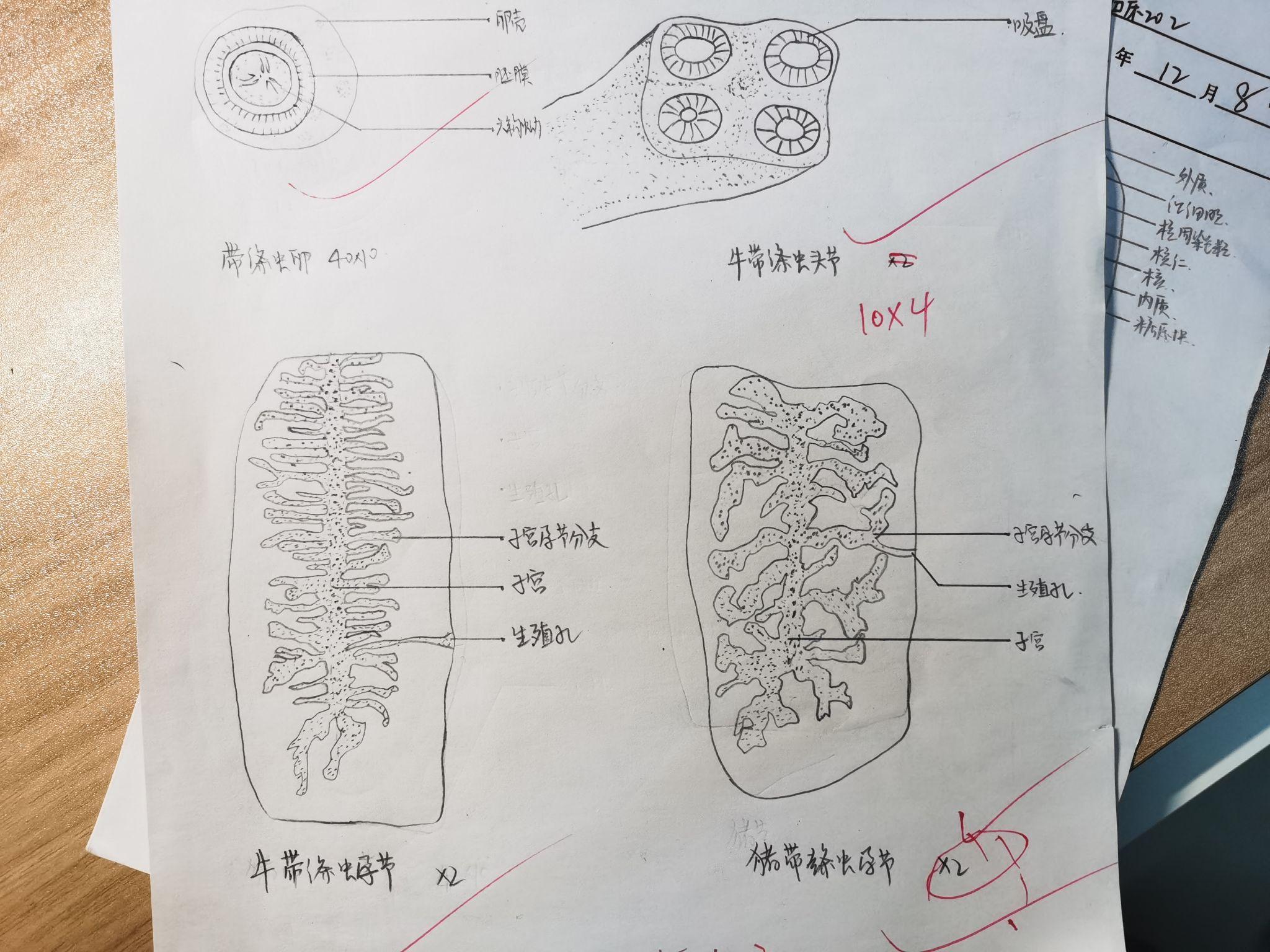 人体寄生虫手绘
