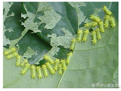 最常见的城市园林害虫防制宝典!