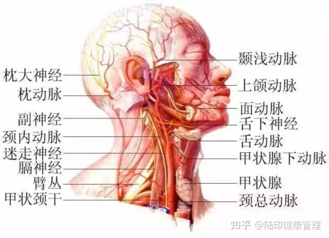 颈椎神经走向图图片