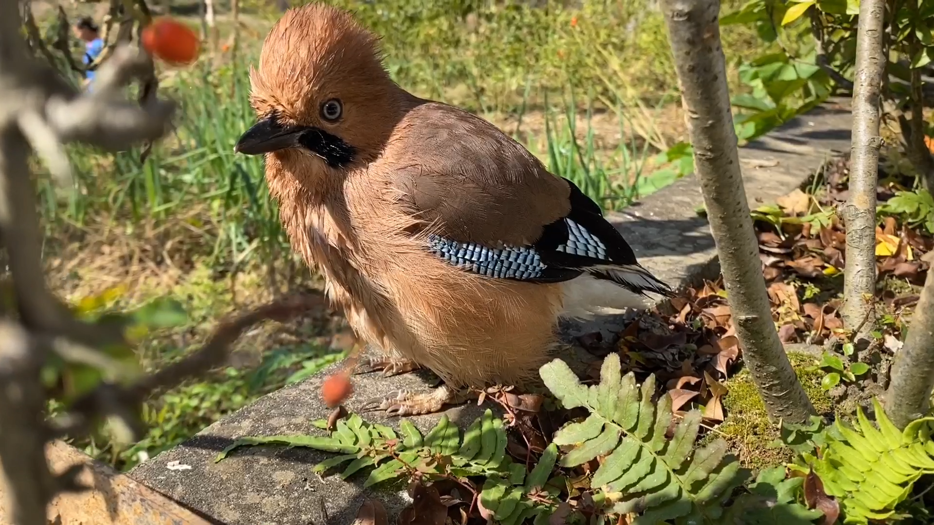 松鸦的独有表情萌到让鸟类嫉妒