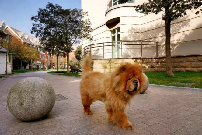 它们测评魔都十大遛狗圣地第四期泰晤士小镇