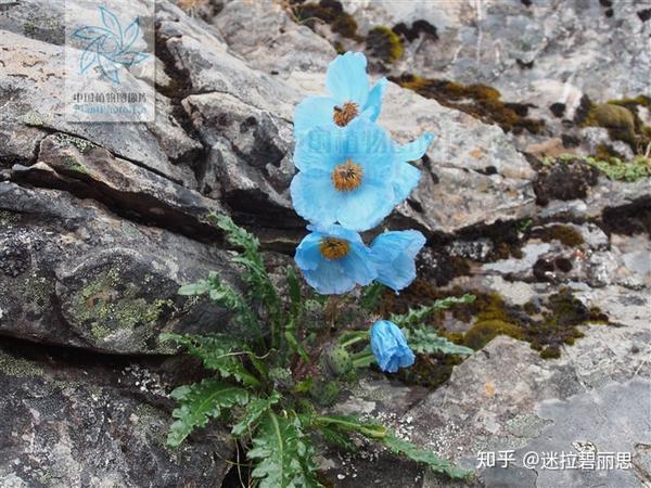 美麗綠絨蒿 meconopsis speciosa 華國軍