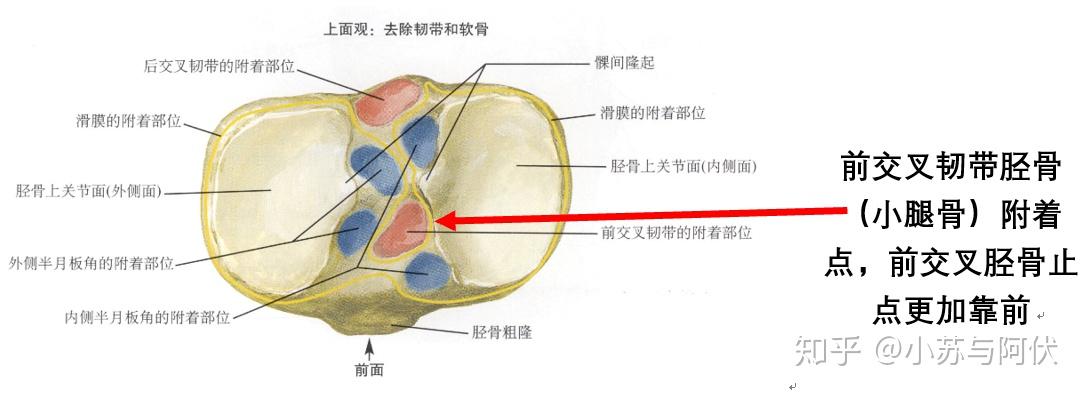 科普:前交叉韧带是什么?它为什么如此重要? - 知乎
