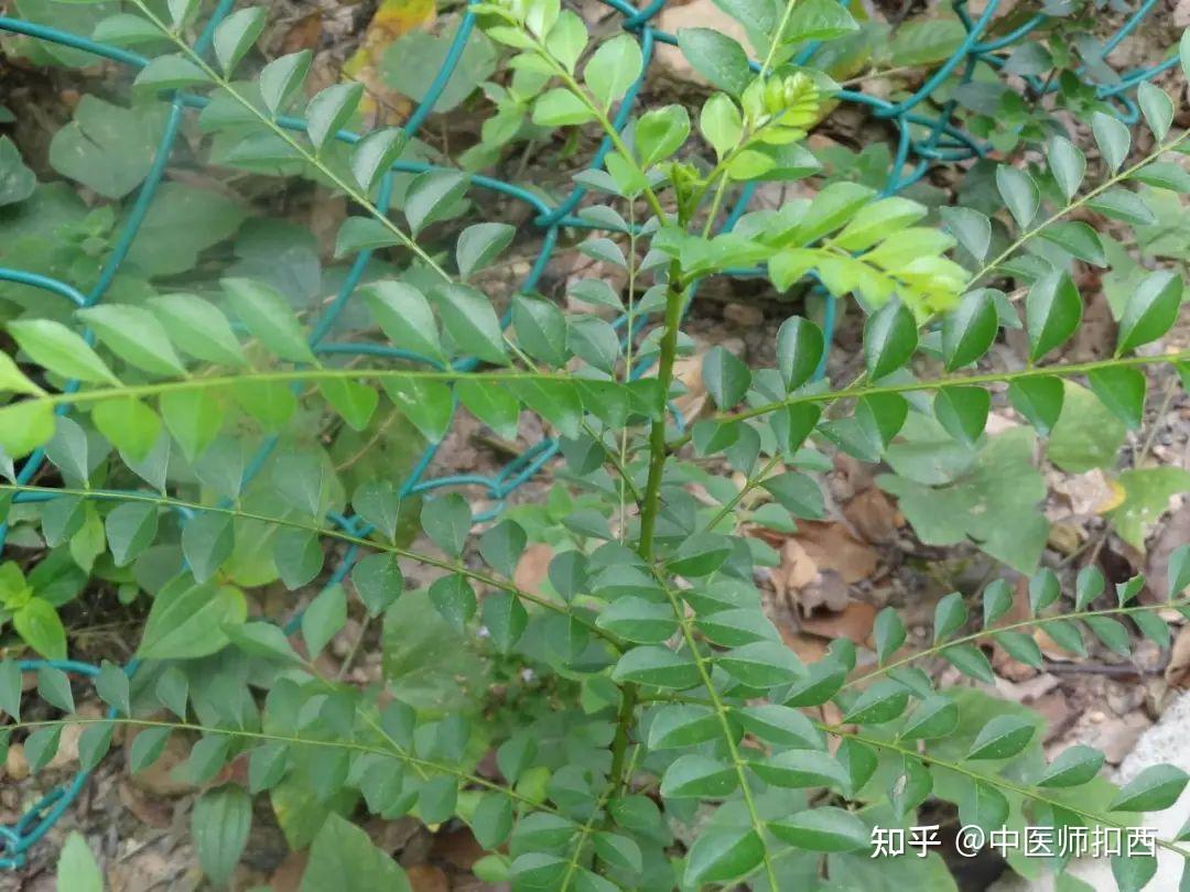 岭南草药坊 第六十四期  鹰不泊