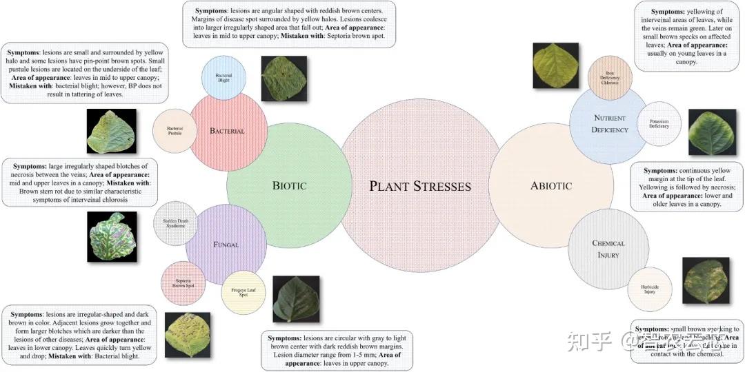 PNAS | 一种可解释的植物胁迫表型深度机器视觉框架 - 知乎