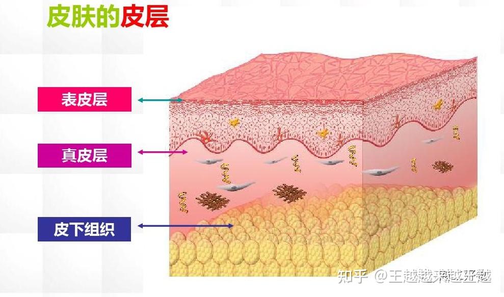皮肤结构:表皮层,真皮层,皮下组织.