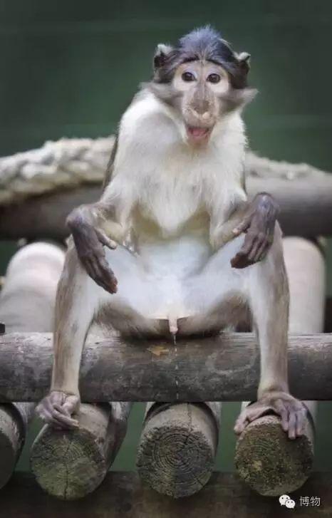 网长颈鹿 画面有点辣眼睛 图片来自:全景网羊驼 再萌的动物也会撒尿