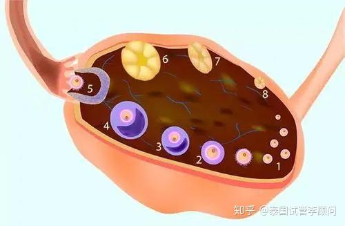 卵泡发育的营养之旅：提升女性生育力 (卵泡发育的营养成分)