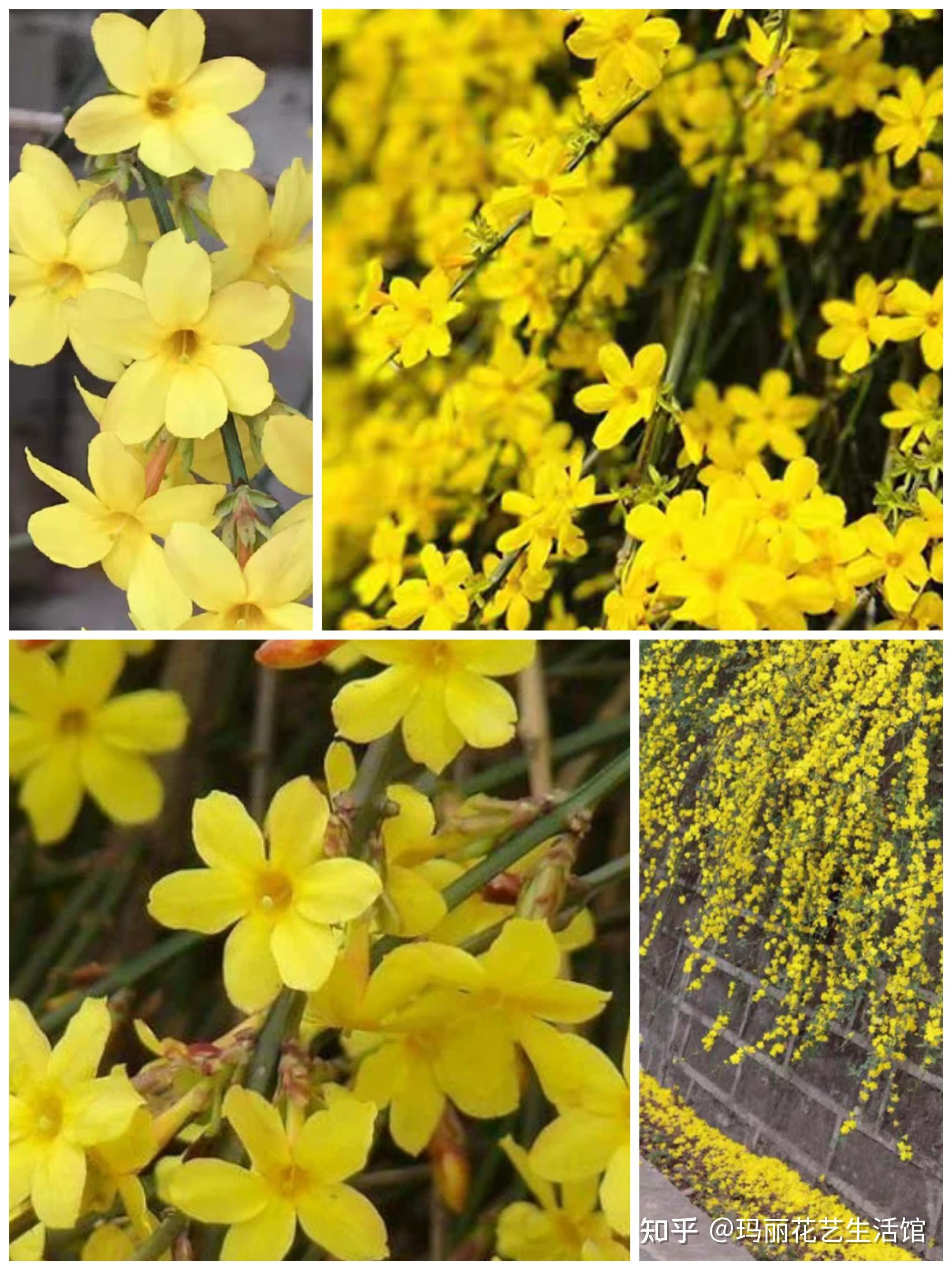 植物科普:黄花碧叶的野迎春,枝叶飘逸,亮丽悦目