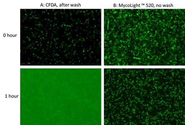 活细菌(bacteria)染料试剂盒鉴别原理