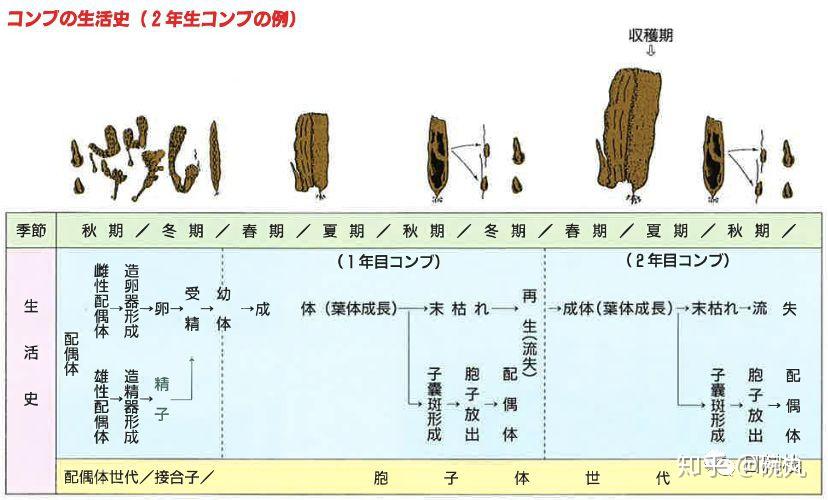 昆布它到底是不是是不是海带呢
