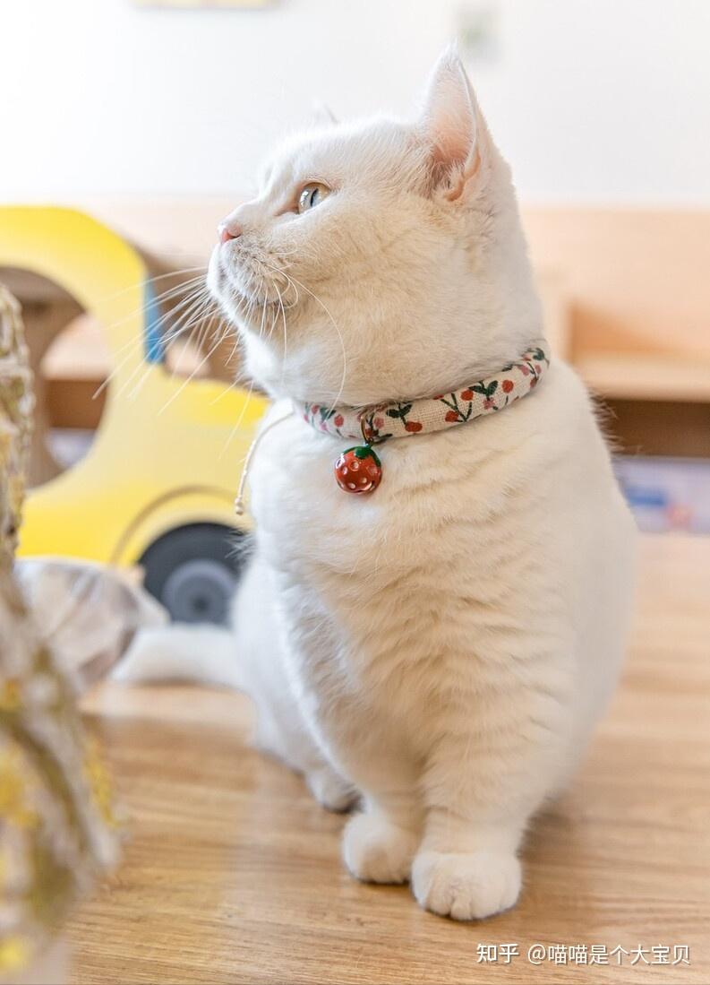 公认“最听话”的3种猫和“最调皮”的3种猫，你家猫上榜了吗？ - 知乎