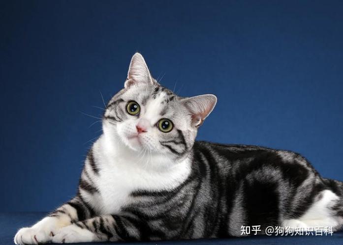 "命"最长的几种猫,第一不是田园猫! - 知乎