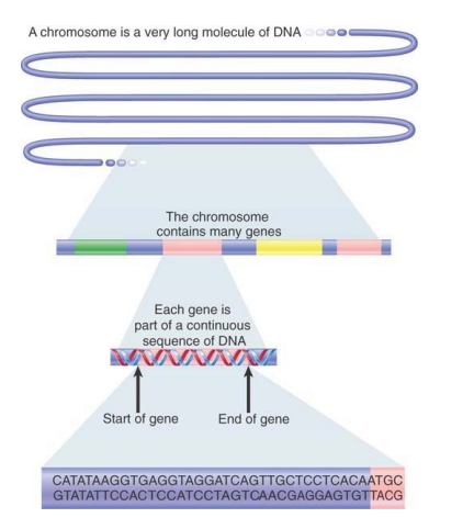 帮您解读医学圣经之-“GENEs XII”-序章篇1 - 知乎