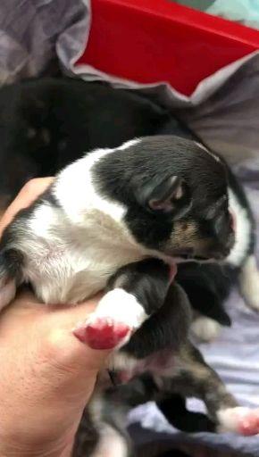 立耳贴真的好吗 v2-e881187793eee9cb54be0526c645490d.jpg