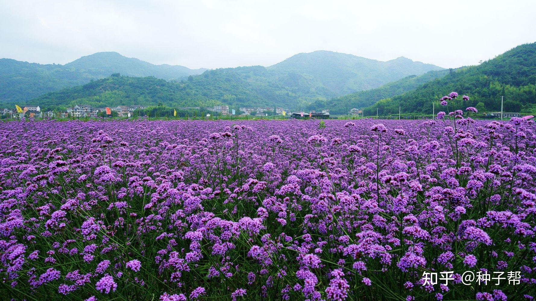 阳春三月赏花季最适合打造花海的花卉品种您喜欢哪一个
