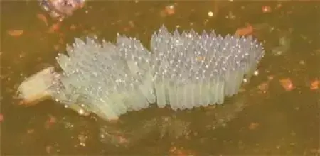 雌蚊子吸血雄蚊子吃什么