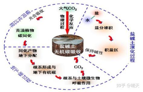 盐碱地 | 新疆盐碱地成因及改良措施浅析 - 知乎