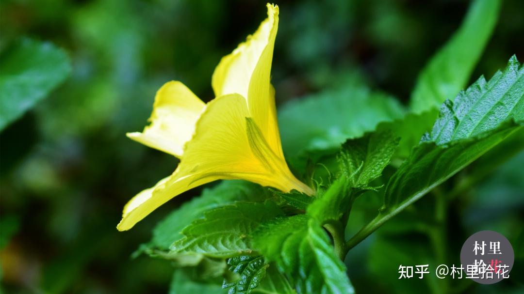 「时钟花」这种朝九晚六的生活，是多少人的梦想。 知乎 