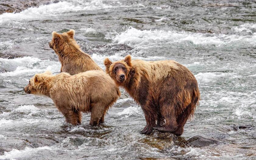 在Pytorch中使用Mask R-CNN进行实例分割操作 在Pytorch中使用Mask R-CNN进行实例分割操作