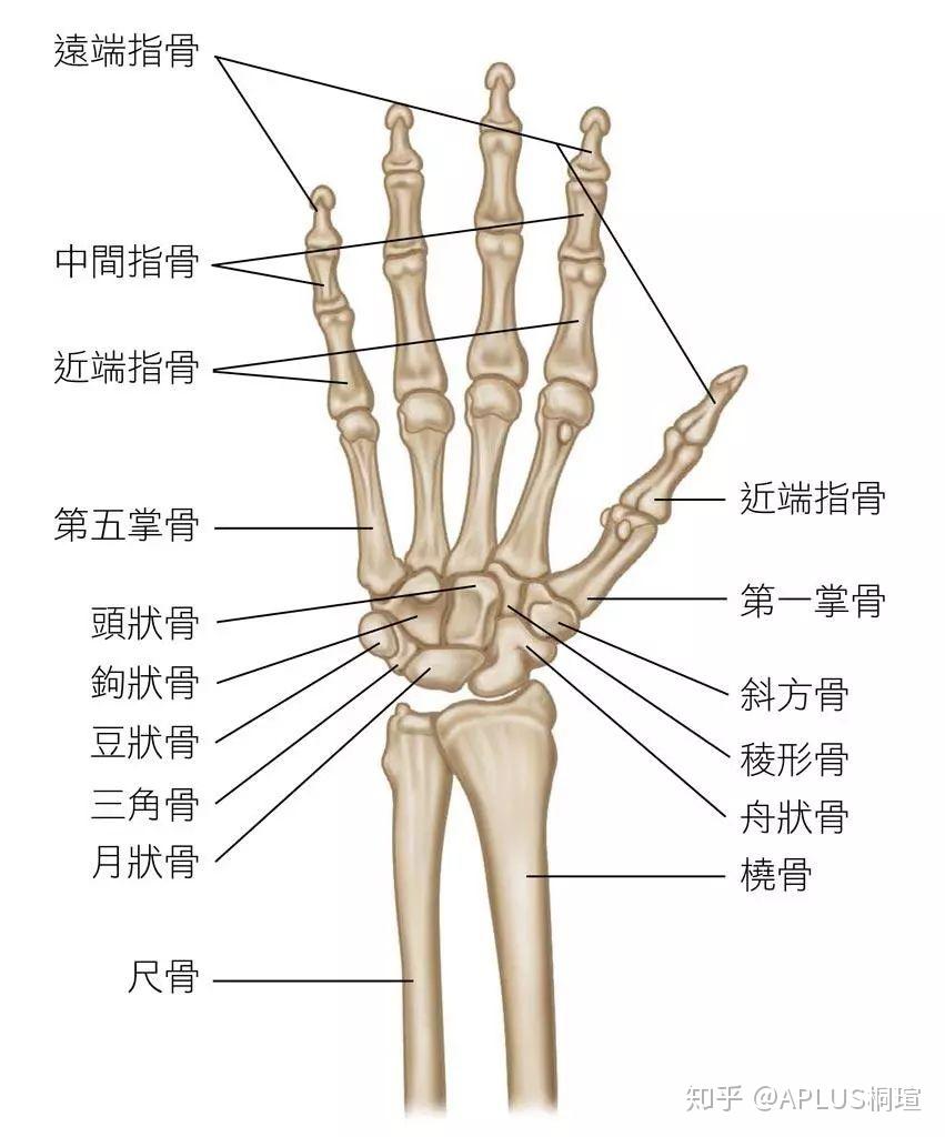 手的关节部位名称图解图片