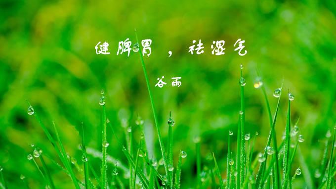 谷雨重在健脾胃祛湿气