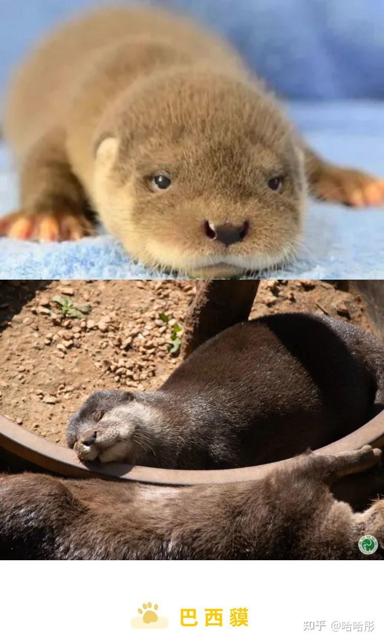 动物们小时候的样子让人意想不到