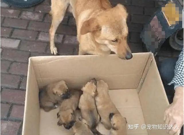 母狗刚生产完,为何不让铲屎官碰小狗?大概是这些原因 - 知乎