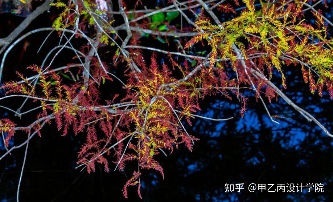 分享|南方常见园林植物合集 - 知乎
