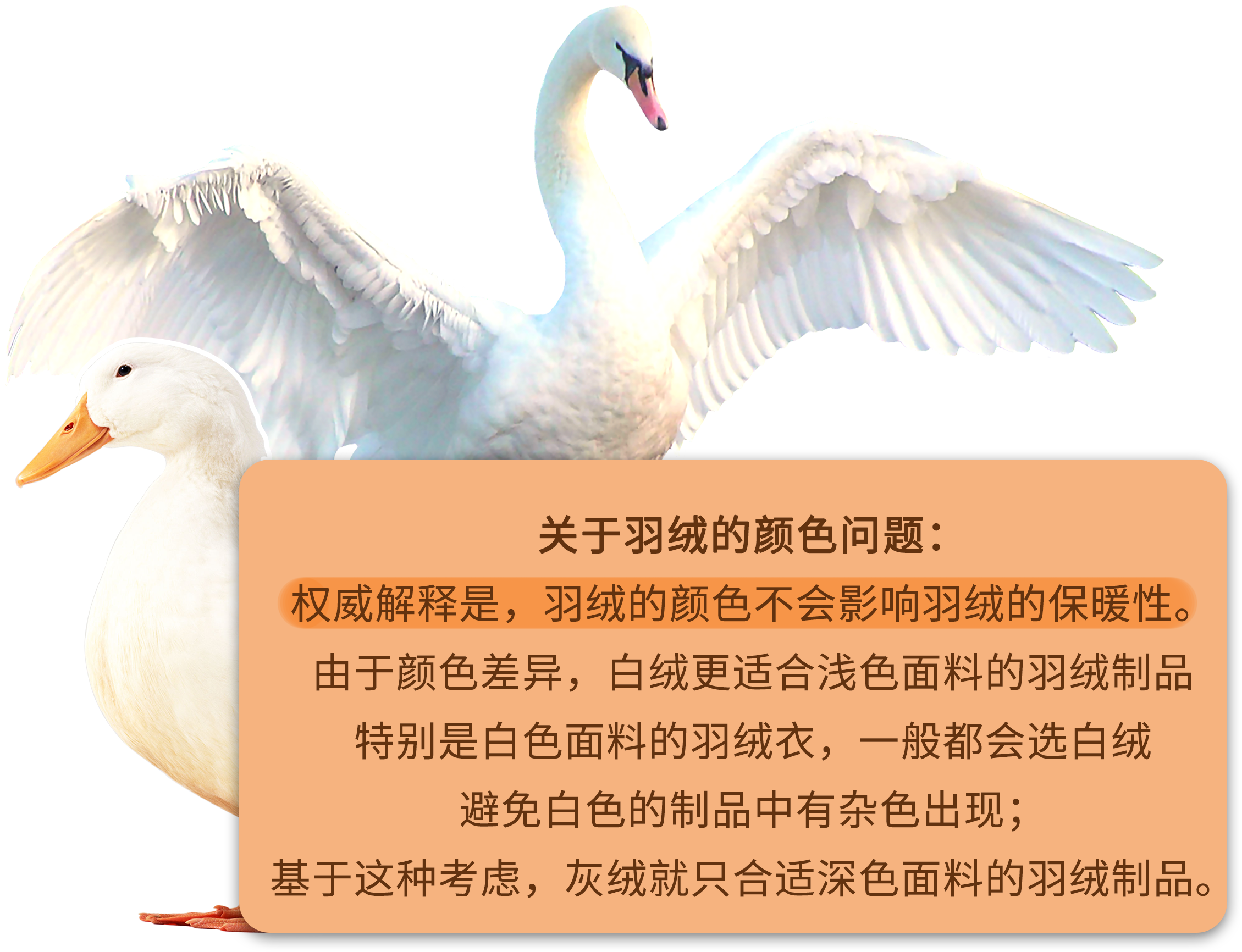 羽绒科普 | 都是羽绒服,鹅绒凭什么就比鸭绒贵? - 知乎