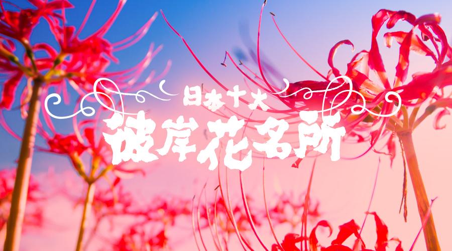 500万株彼岸花即将盛放 日本十大赏花名所推荐 知乎 500万株彼岸花即将盛放 日本十大赏花名所推荐 知乎