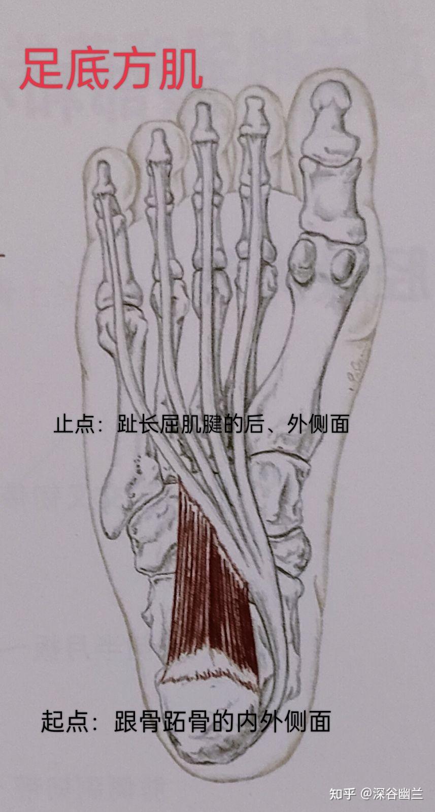 足拇展肌特别大图片