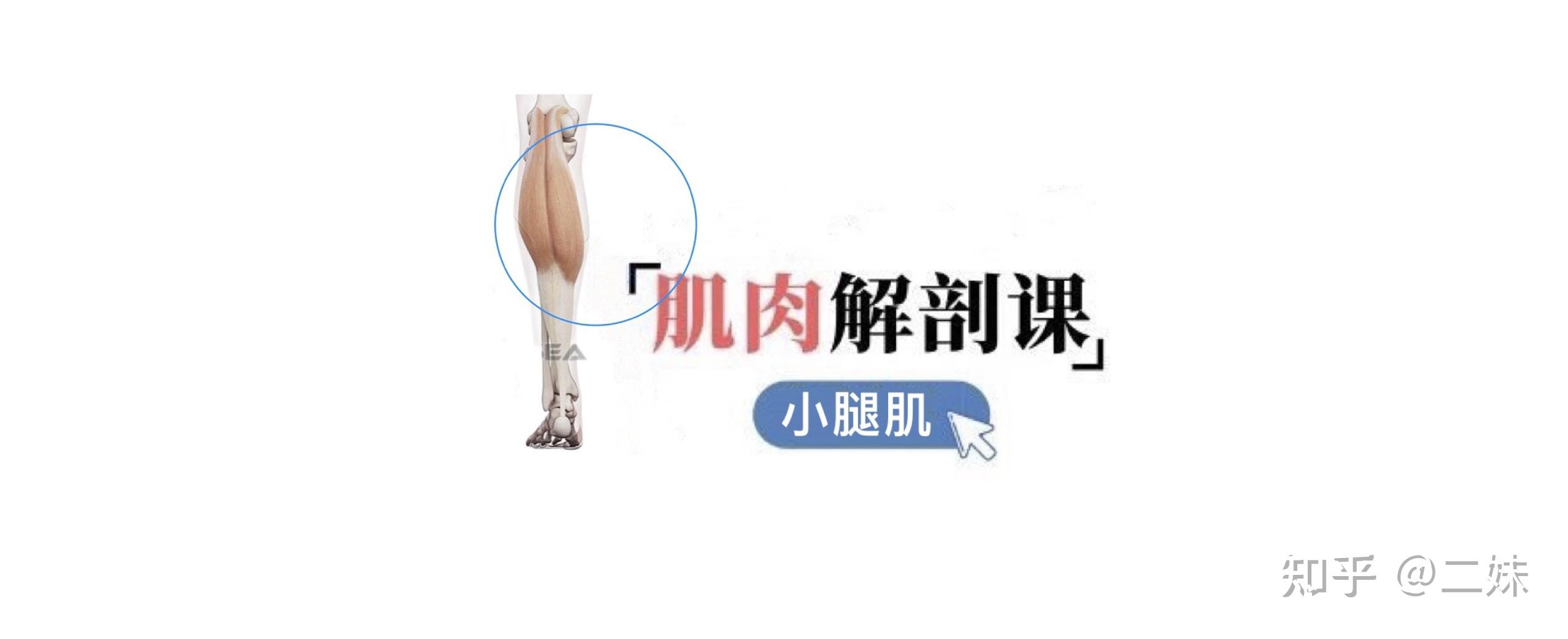 小腿三頭肌1)腓腸肌腓腸肌,行走時小腿的強大動力來源;位置:小腿後面