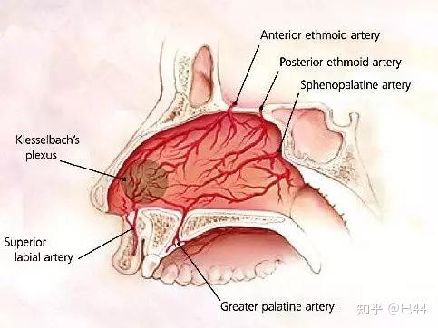 流鼻血最常见的部位是鼻中隔前下部的利氏区(下图画圈部分),该区域