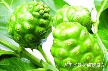 解密诺丽，诺丽果，“果中之王” - 知乎