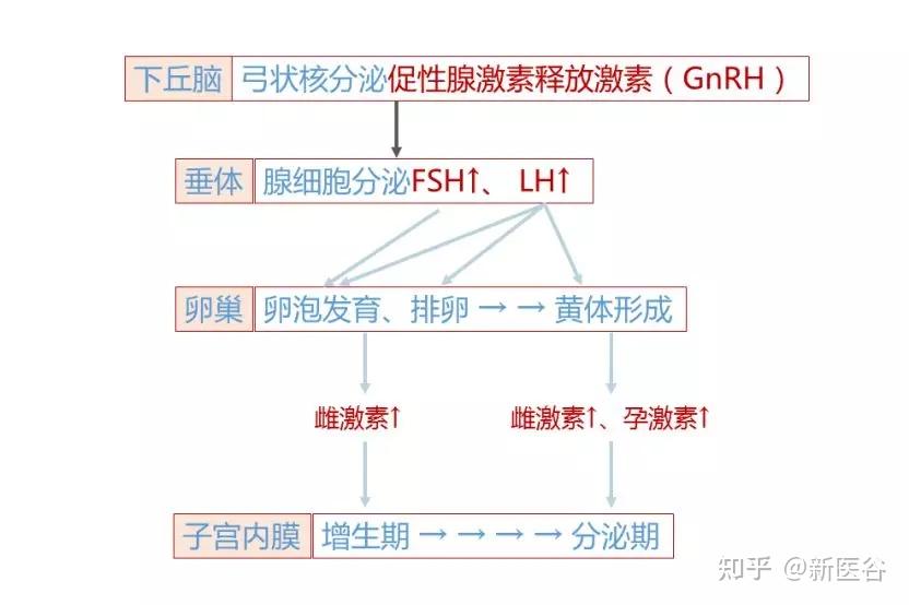 此时体内雌,孕激素水平升高负反馈调节引起腺垂体分泌的fsh,lh减少