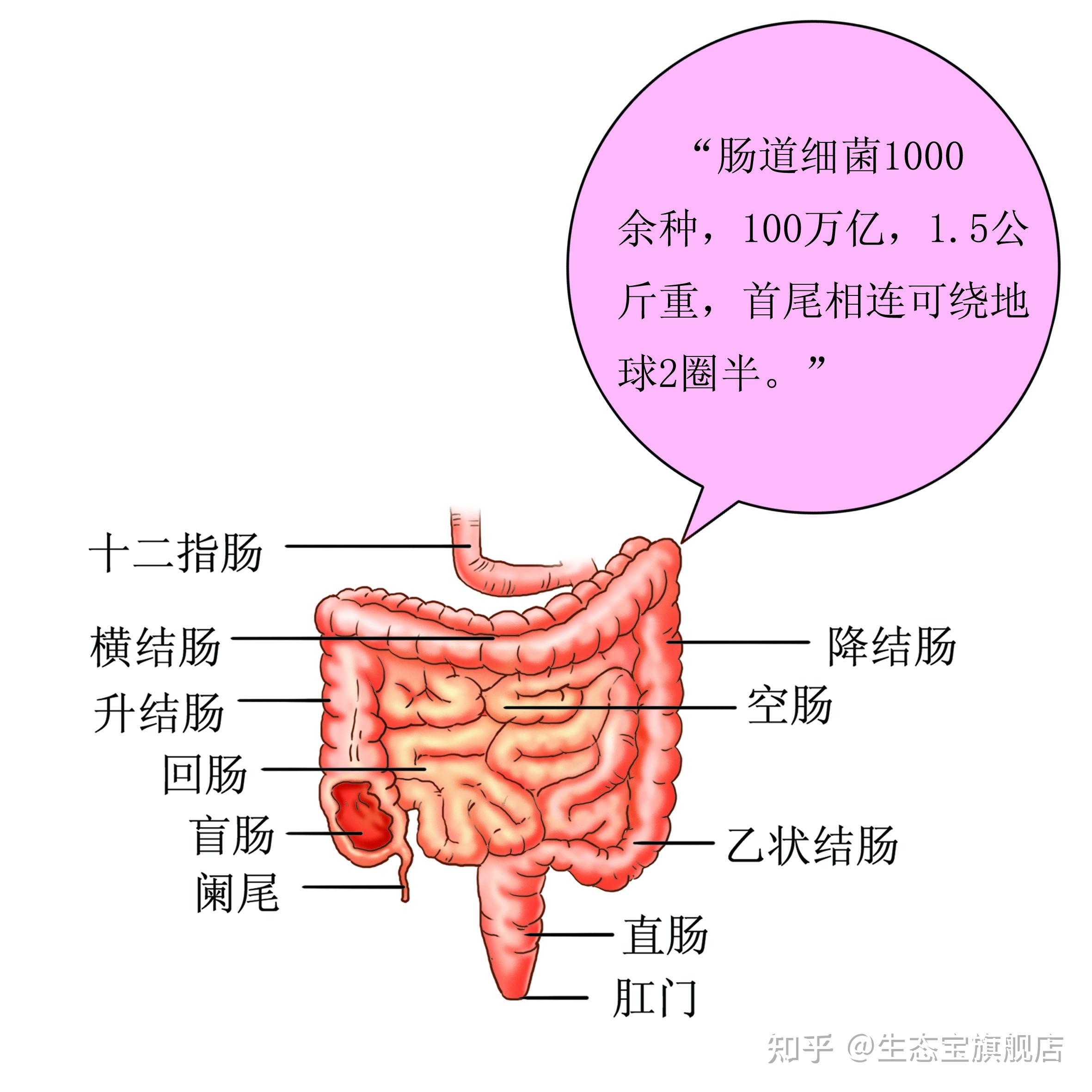 263.小肠的动脉※-动态人体解剖-医学