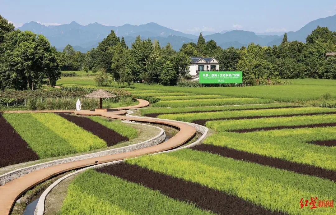 而这座"公园"中,一大片彩色的稻田将大地景观装扮的十分亮眼.