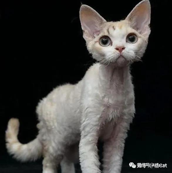 devon rex 德文卷毛猫