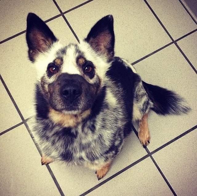 22只拥有奇怪花纹的动物!猫咪蝙蝠侠傻傻分不清楚