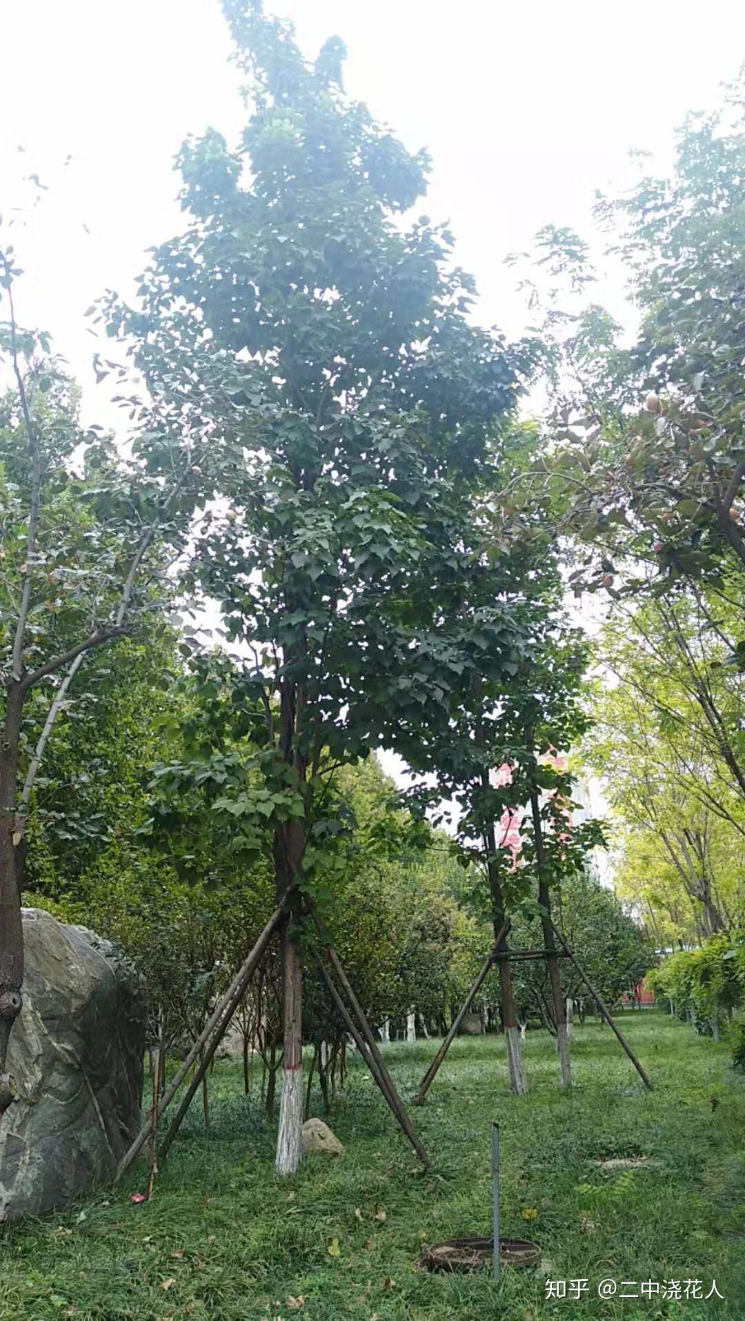 楸树与梓树的区别 - 知乎