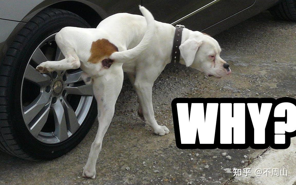 狗为什么抬腿撒尿? 